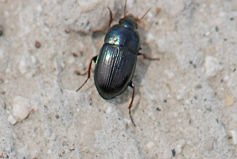 Carabidae antenne e tibie rossastre: Amara, cfr nitida